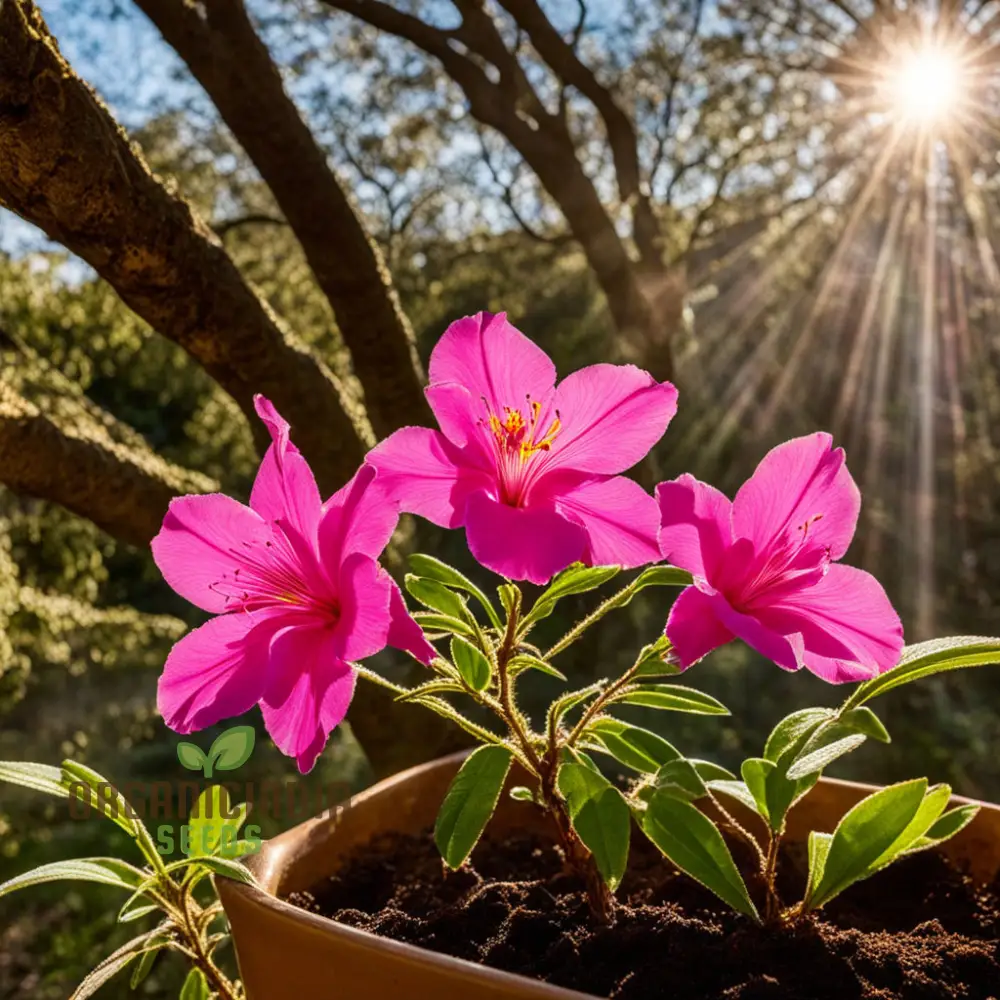 Pink Clarkia Amoena Flower Seeds, Elegant Blooms for Charming Garden Landscapes - Image 3