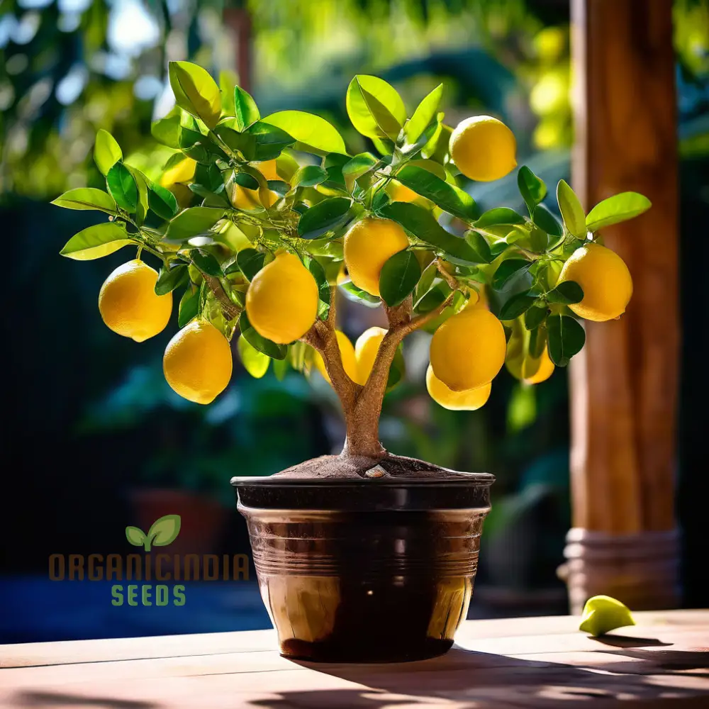 Ponderosa Lemon Tree Seeds for Planting, Cultivate Your Garden with Fresh Citrus Fruit Seeds - Image 3