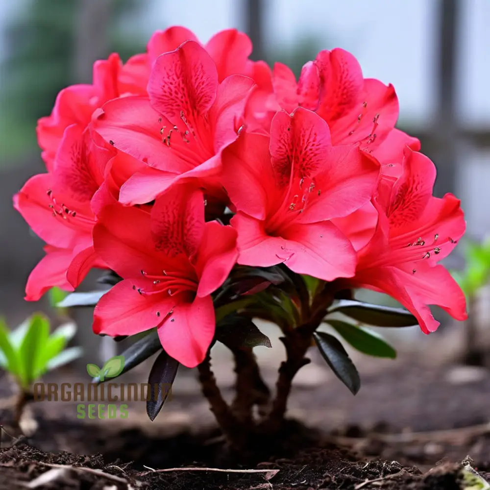 Premium Red Azalea Flower Seeds, Blossom Your Garden with Vibrant Blooms