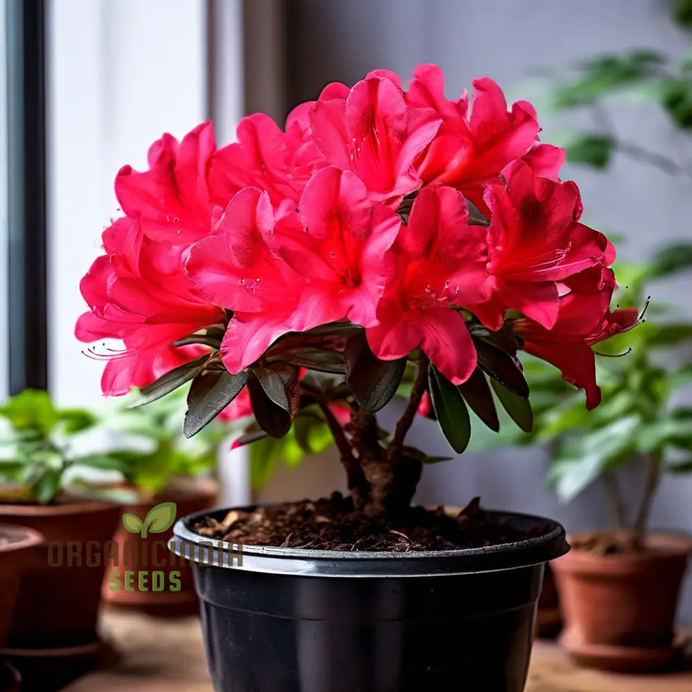 Premium Red Azalea Flower Seeds, Blossom Your Garden with Vibrant Blooms - Image 3