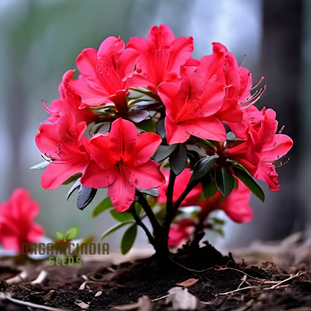 Premium Red Azalea Flower Seeds, Blossom Your Garden with Vibrant Blooms - Image 4