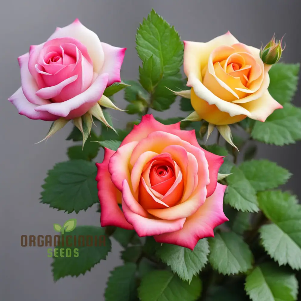 Tricolour Rose Seeds – Vibrant Multicolor Blooms for Garden Planting - Image 3