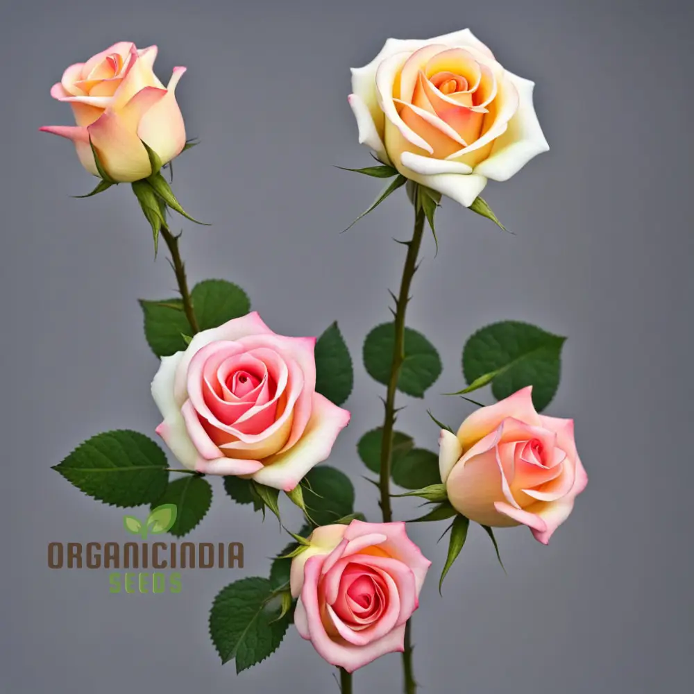 Tricolour Rose Seeds – Vibrant Multicolor Blooms for Garden Planting - Image 4