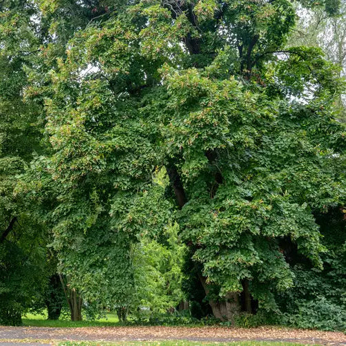 American Basswood Seeds for Planting - Image 3