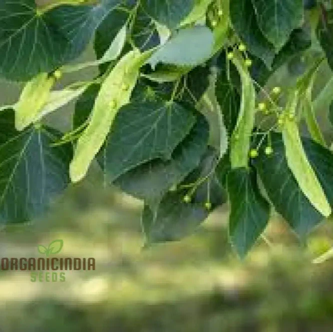 American Basswood Seeds for Planting - Image 4