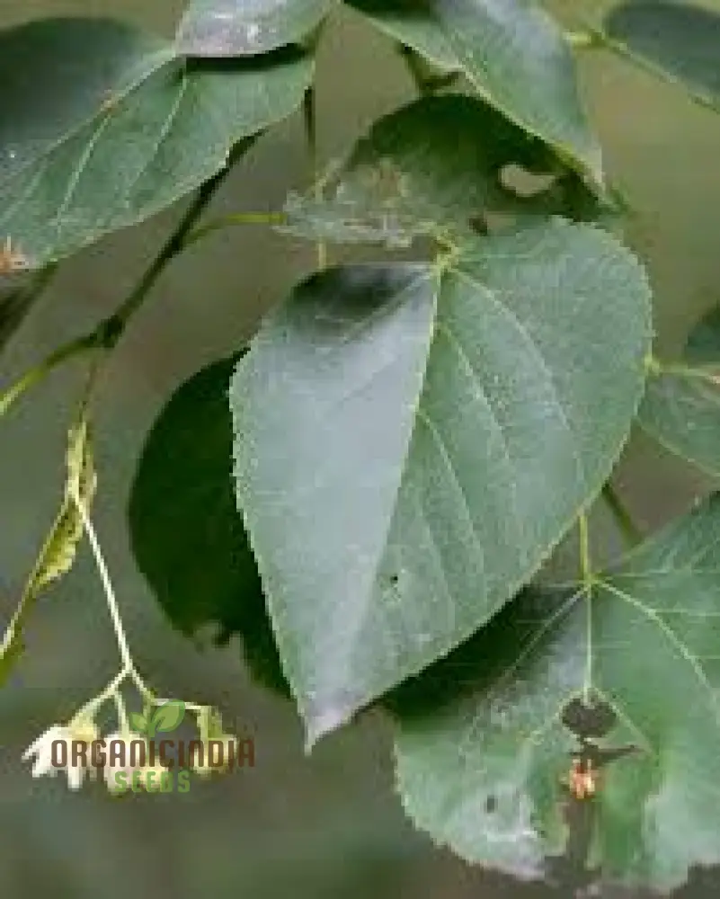 American Basswood Seeds for Planting - Image 5