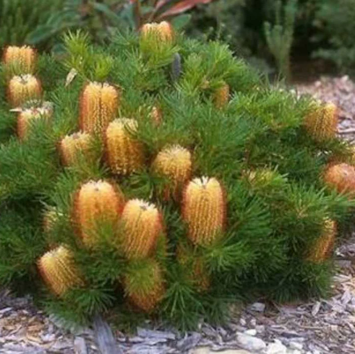 Banksia Spinulosa Plant Seeds for Planting - Image 3