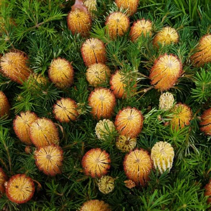 Banksia Spinulosa Plant Seeds for Planting - Image 4