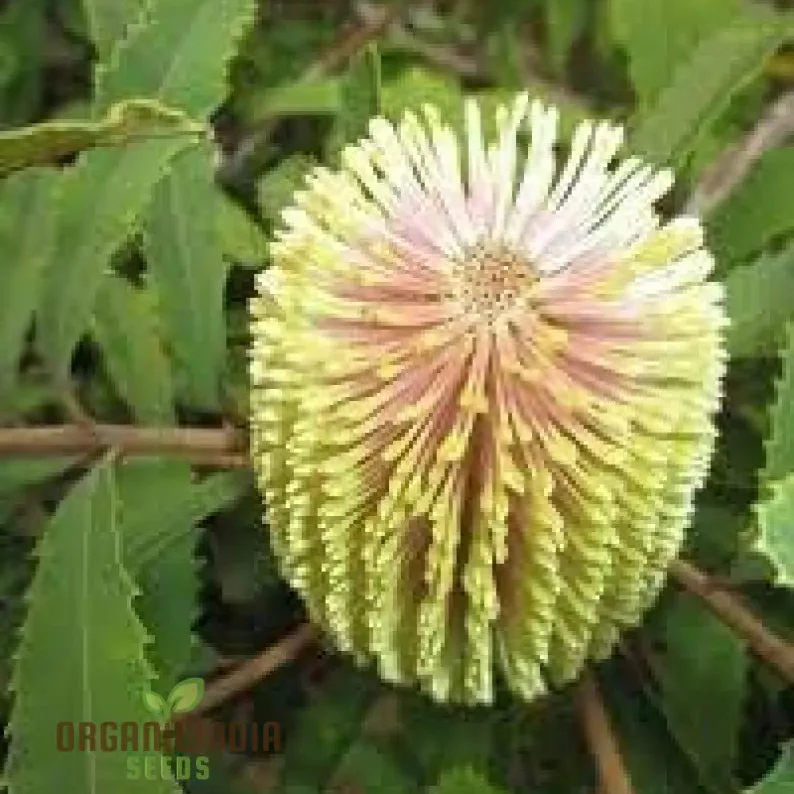 Banksia Spinulosa Plant Seeds for Planting - Image 5