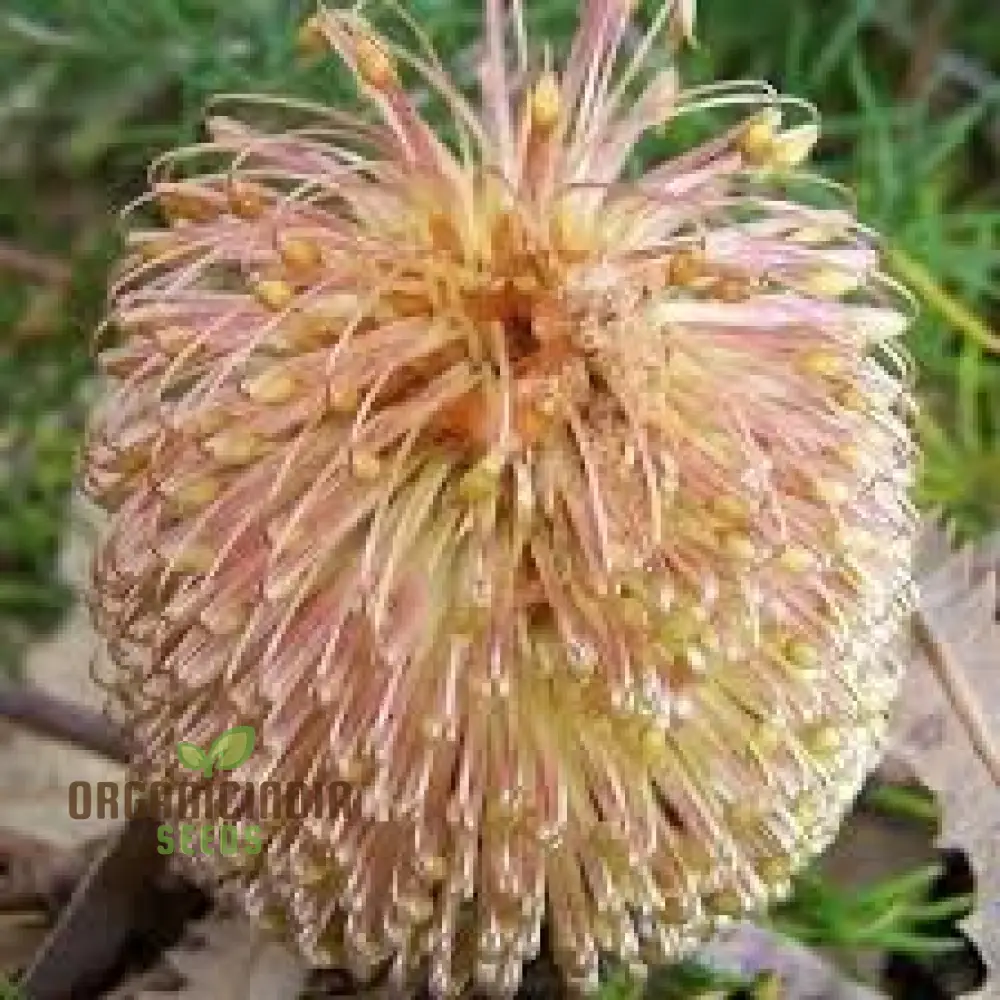 Banksia Spinulosa Plant Seeds for Planting - Image 6