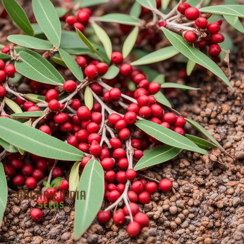 Buffalo Berry Fruit Seed, Cultivate Your Own Native American Delight Berry Planting Seeds - Image 3