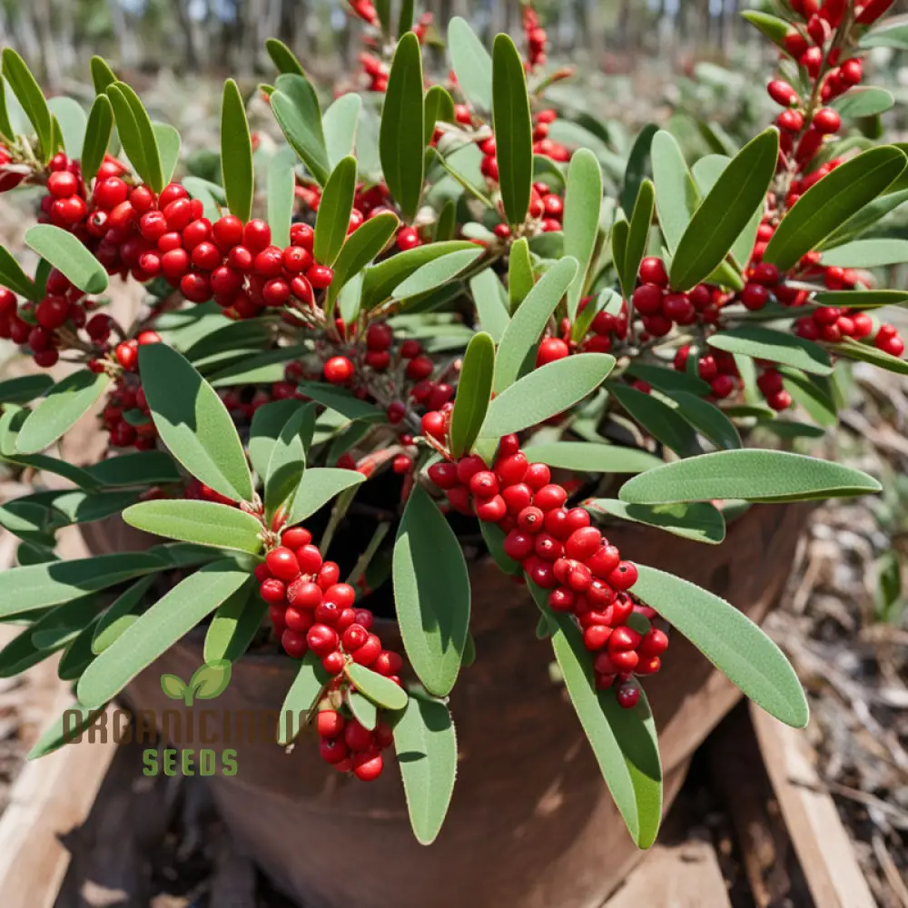 Buffalo Berry Fruit Seed, Cultivate Your Own Native American Delight Berry Planting Seeds - Image 4