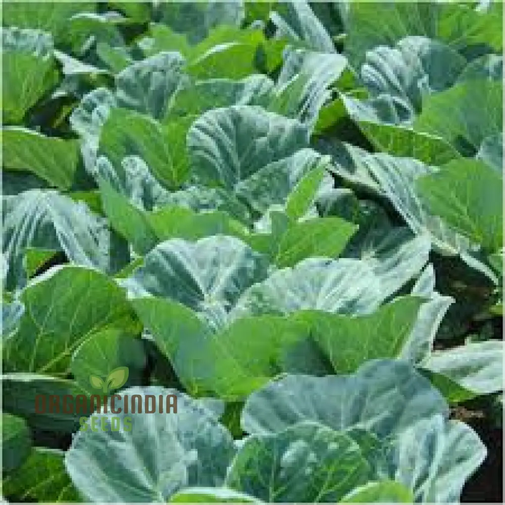 Collard Vegetable Seeds For Planting, Add Color to Your Garden - Image 3
