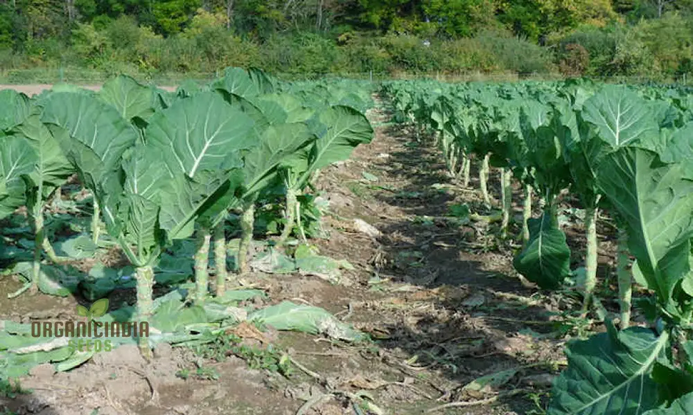 Collard Vegetable Seeds For Planting, Add Color to Your Garden - Image 4