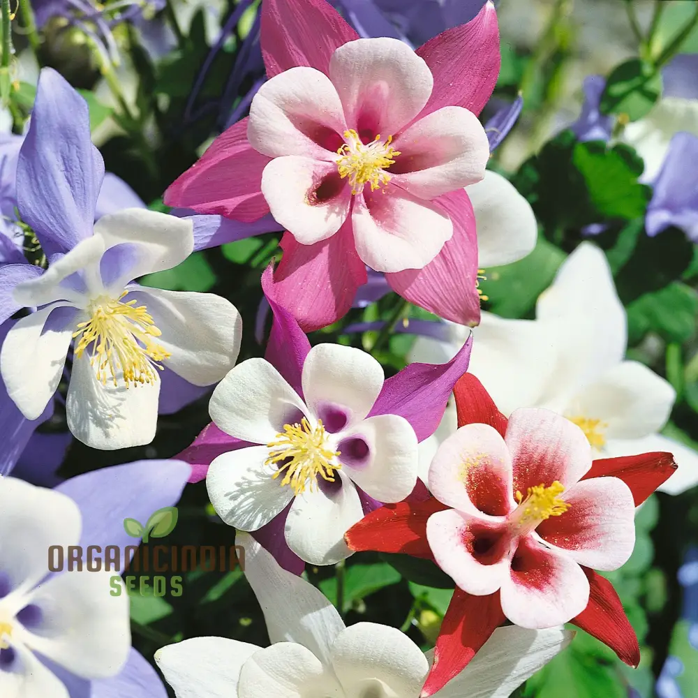Columbine Seeds – Delicate, Colorful Blooms for Garden Planting