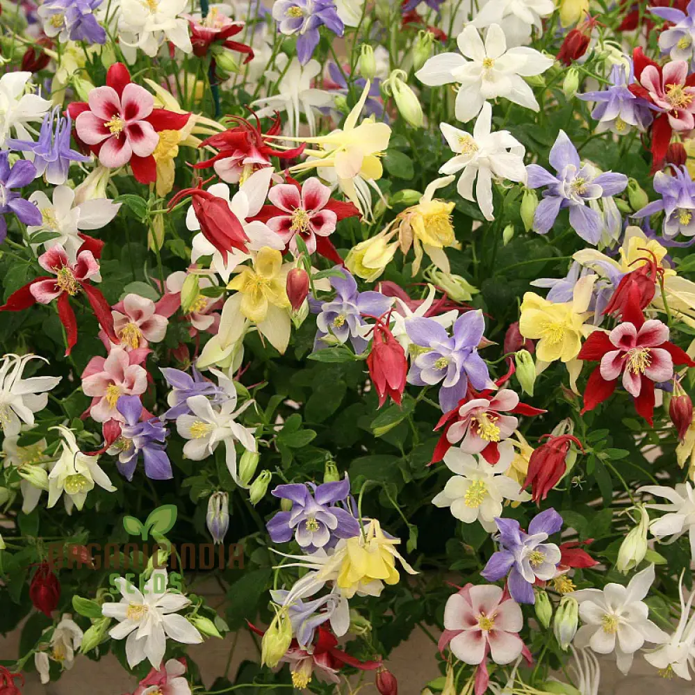 Columbine Seeds – Delicate, Colorful Blooms for Garden Planting - Image 3