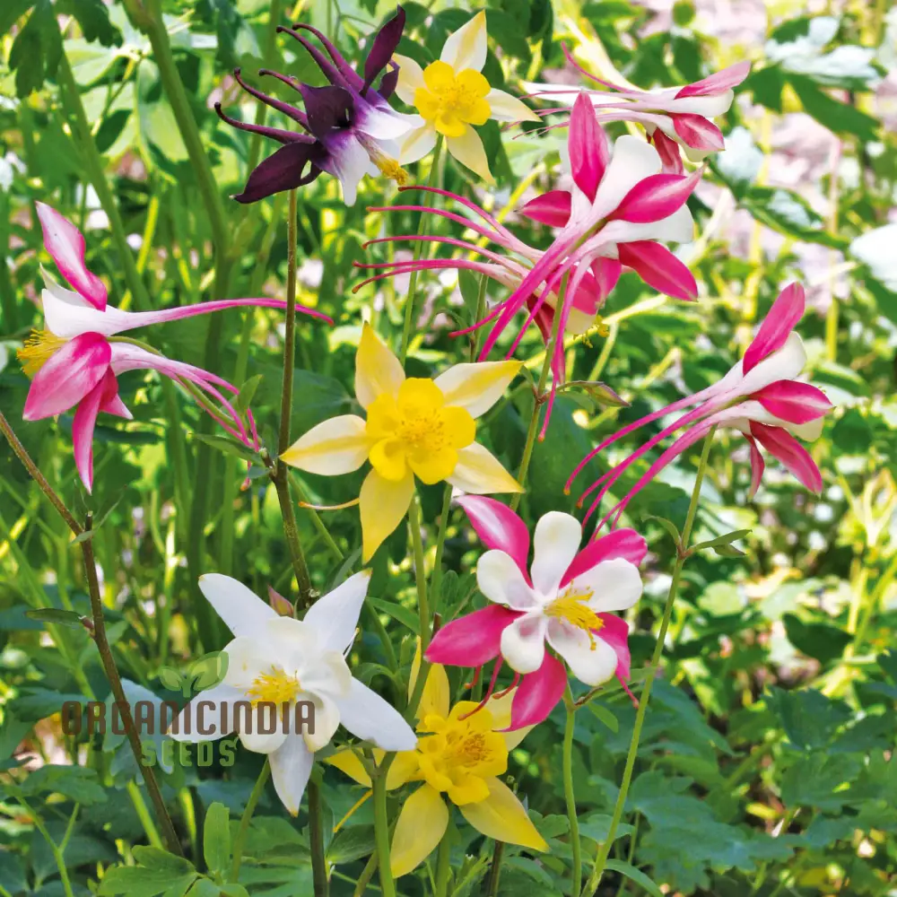 Columbine Seeds – Delicate, Colorful Blooms for Garden Planting - Image 4