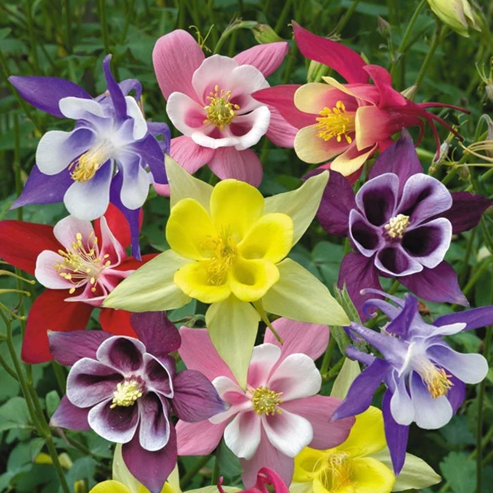 Columbine Seeds – Delicate, Colorful Blooms for Garden Planting - Image 5
