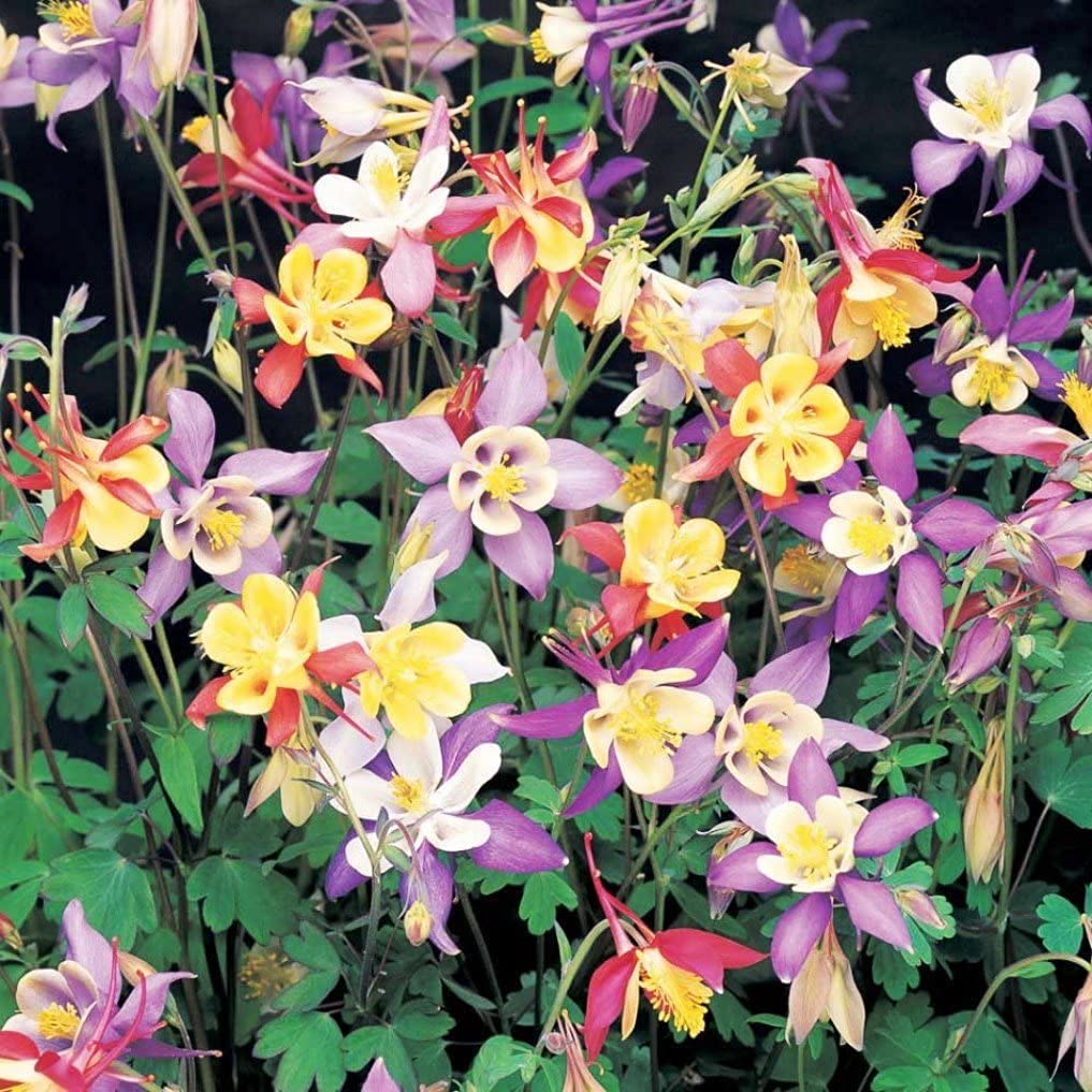 Columbine Seeds – Delicate, Colorful Blooms for Garden Planting - Image 6
