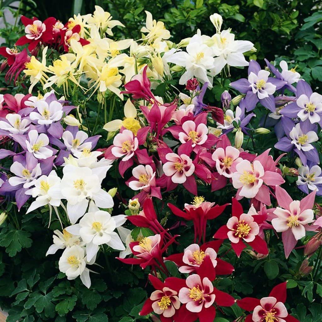 Columbine Seeds – Delicate, Colorful Blooms for Garden Planting - Image 7