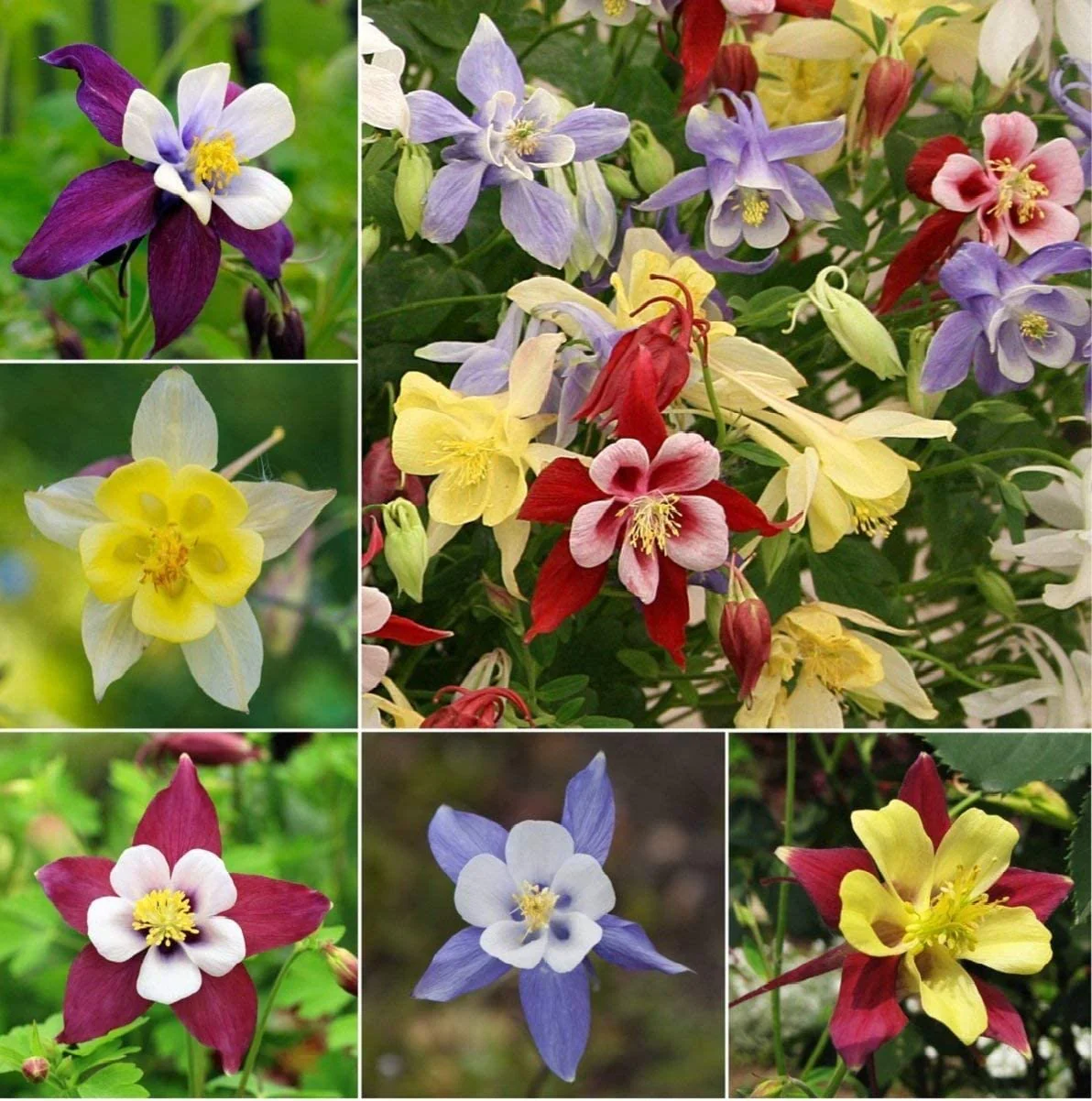 Columbine Seeds – Delicate, Colorful Blooms for Garden Planting - Image 8