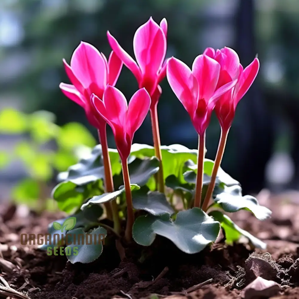 Cyclamen Flower Seeds, Premium Seeds for Planting and Gardening - Cultivate Elegant and Vibrant Blooms for a Stunning Garden Display - Image 4