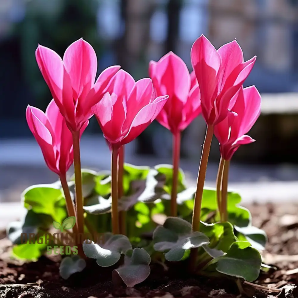 Cyclamen Flower Seeds, Premium Seeds for Planting and Gardening - Cultivate Elegant and Vibrant Blooms for a Stunning Garden Display - Image 5