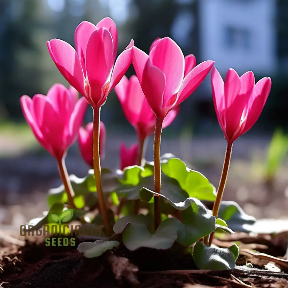 Cyclamen Flower Seeds, Premium Seeds for Planting and Gardening - Cultivate Elegant and Vibrant Blooms for a Stunning Garden Display - Image 6