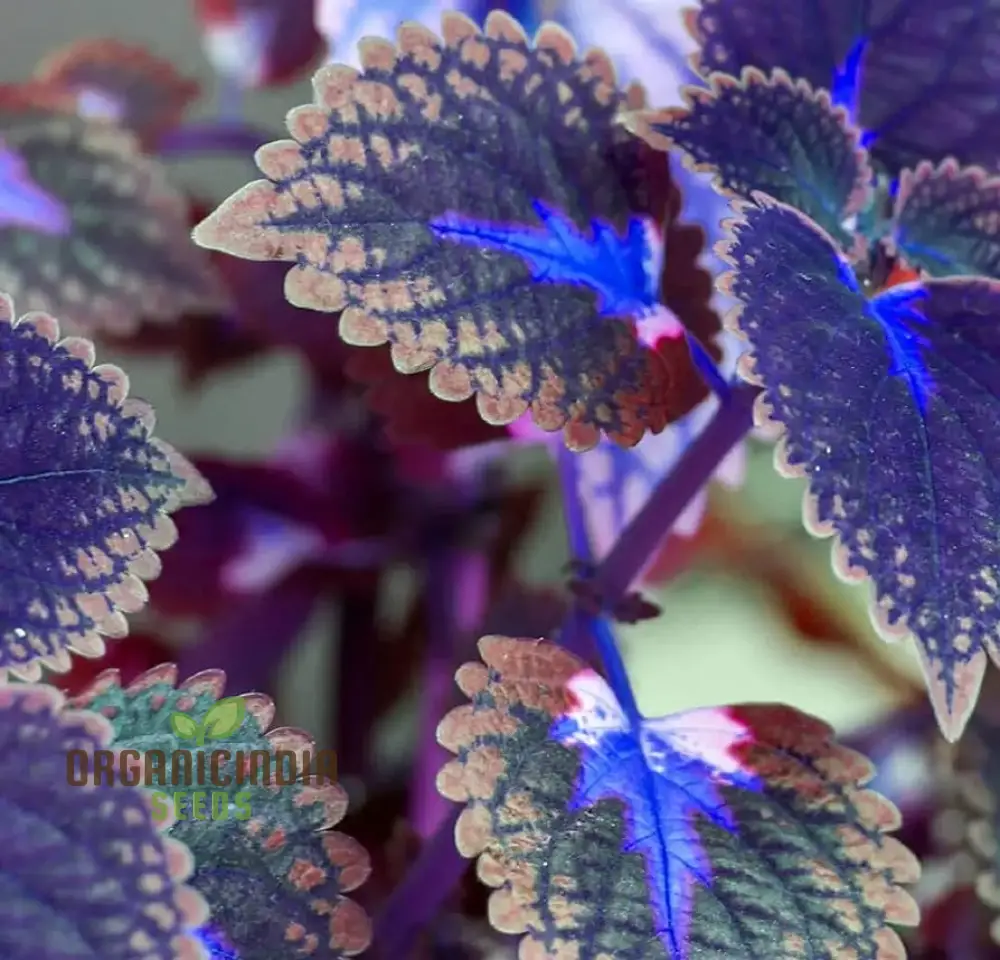 Dragon Coleus Plant Seeds, Blue Vibrant blue foliage, Easy to grow Unique leaf patterns (100pcs)
