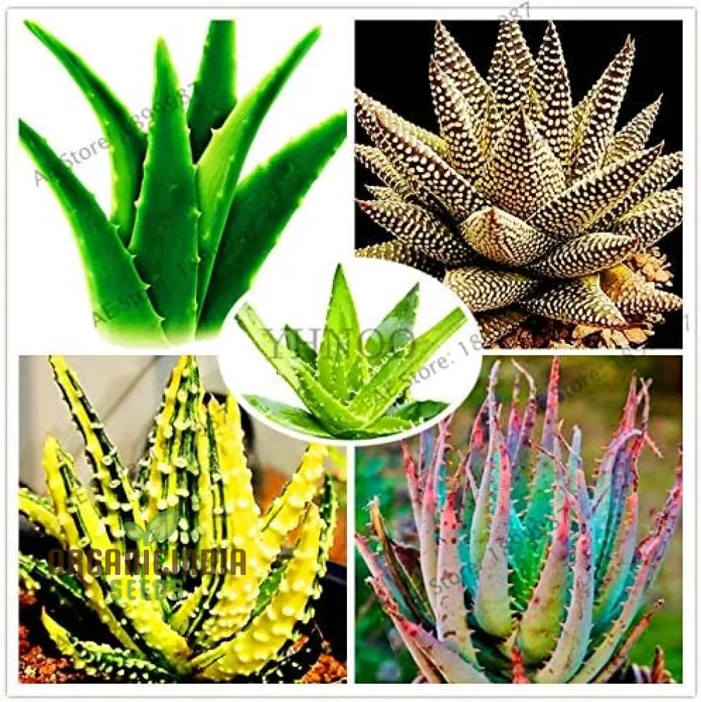 Edible Aloe Vera Seeds, Multi-Color Aloe Vera Seeds