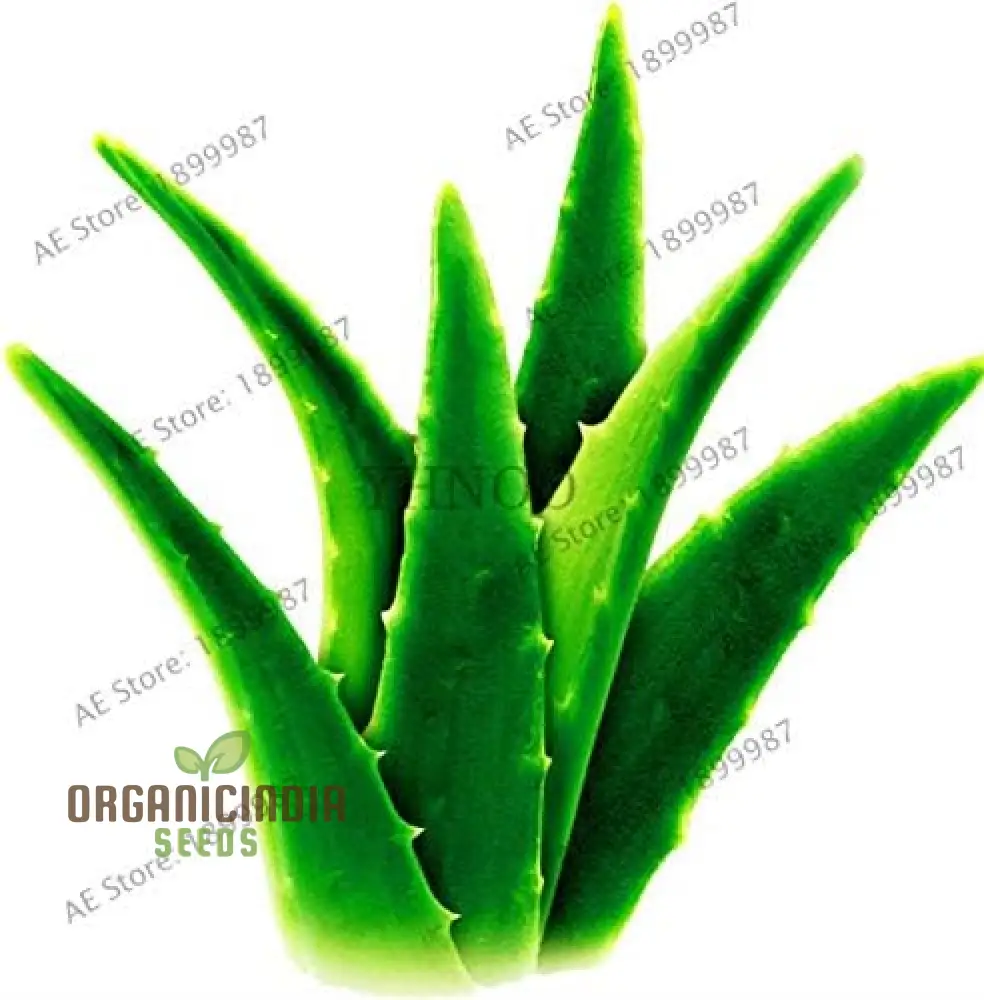 Edible Aloe Vera Seeds, Multi-Color Aloe Vera Seeds - Image 2