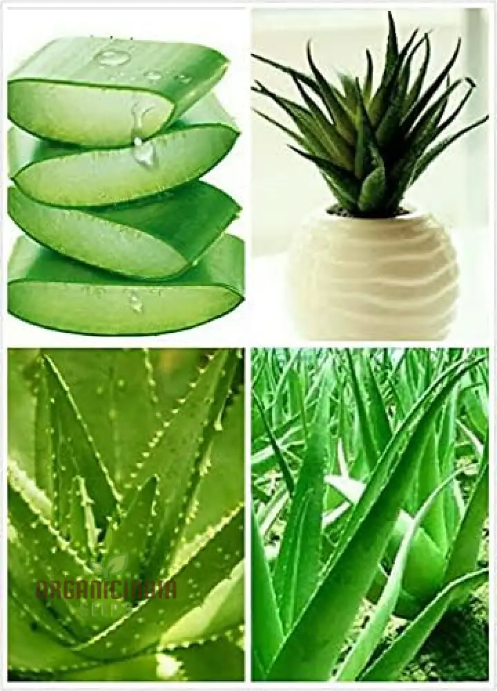Edible Aloe Vera Seeds, Multi-Color Aloe Vera Seeds - Image 3