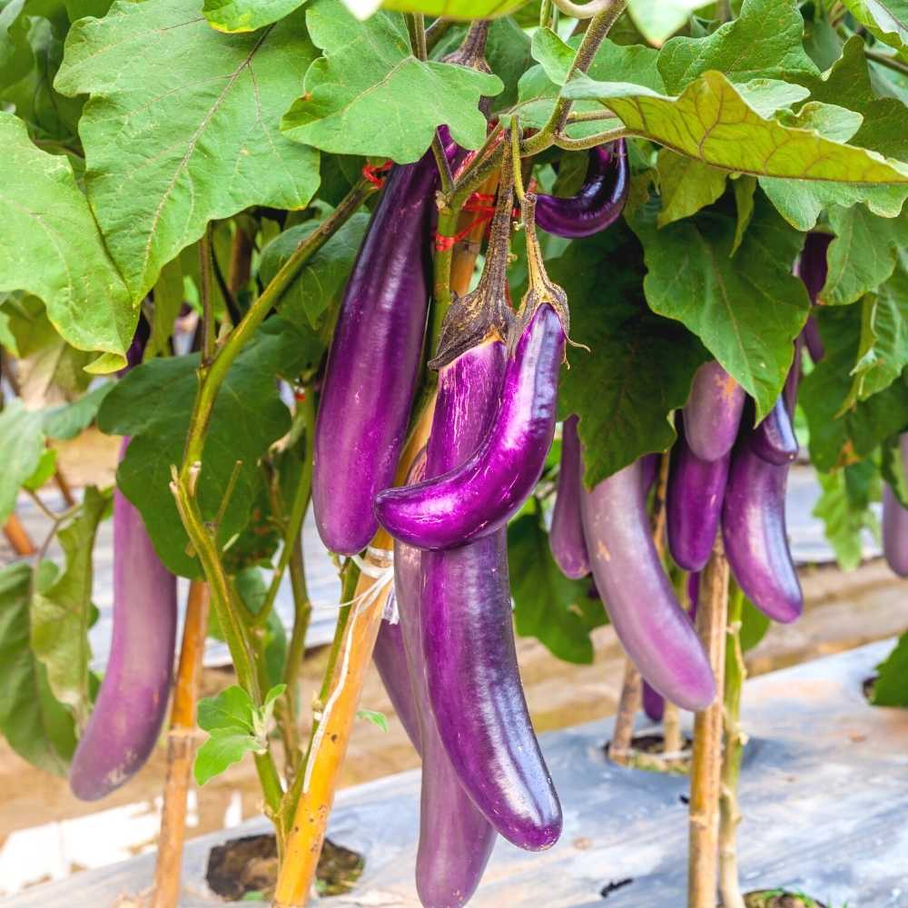 Eggplant Vegetable Seeds For Planting, Brinjal Purple Long Seeds, Grow at Home, Kitchen, Terrace, and Backyard Gardening