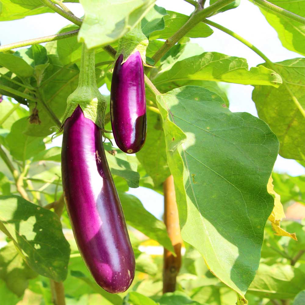 Eggplant Vegetable Seeds For Planting, Brinjal Purple Long Seeds, Grow at Home, Kitchen, Terrace, and Backyard Gardening - Image 3