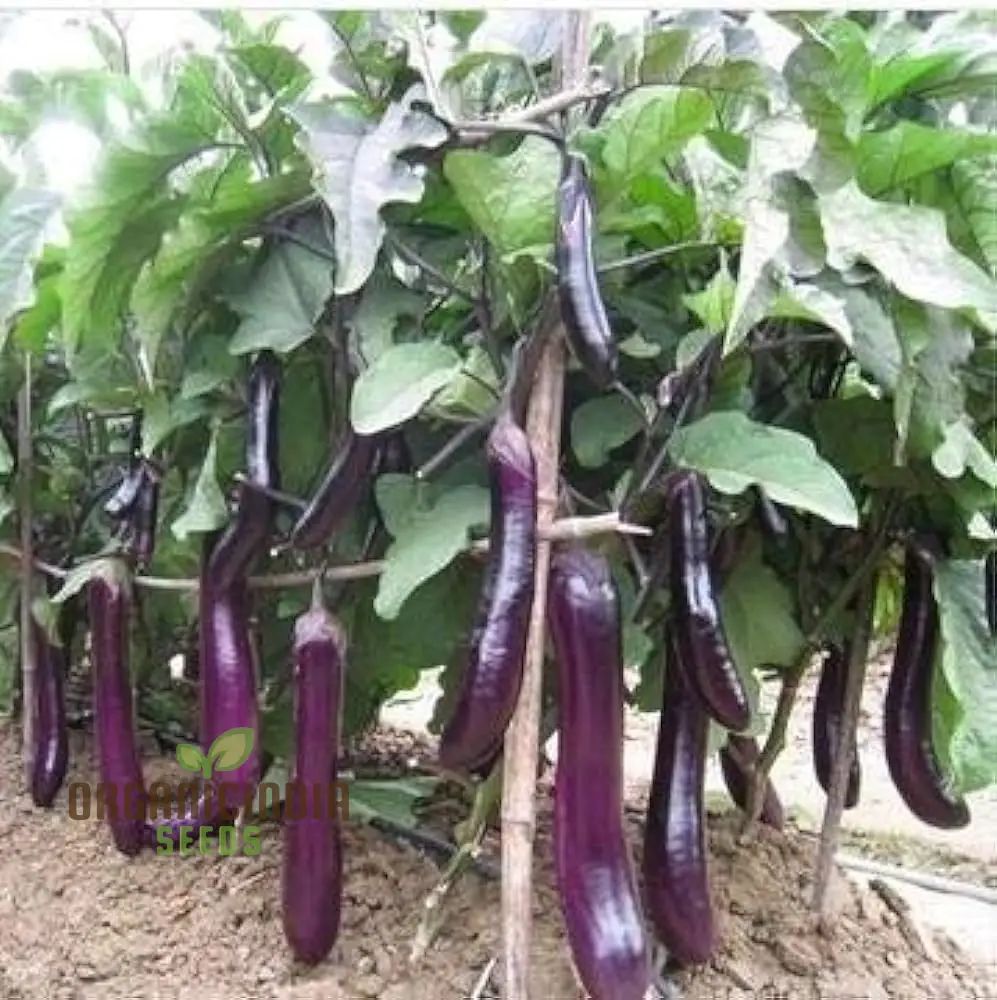Eggplant Vegetable Seeds For Planting, Brinjal Purple Long Seeds, Grow at Home, Kitchen, Terrace, and Backyard Gardening - Image 4