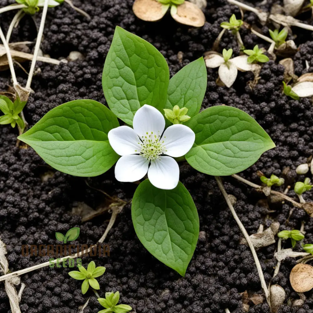 Bunchberry Flower Seeds, Nurture Your Garden with Nature's Beauty - Image 3