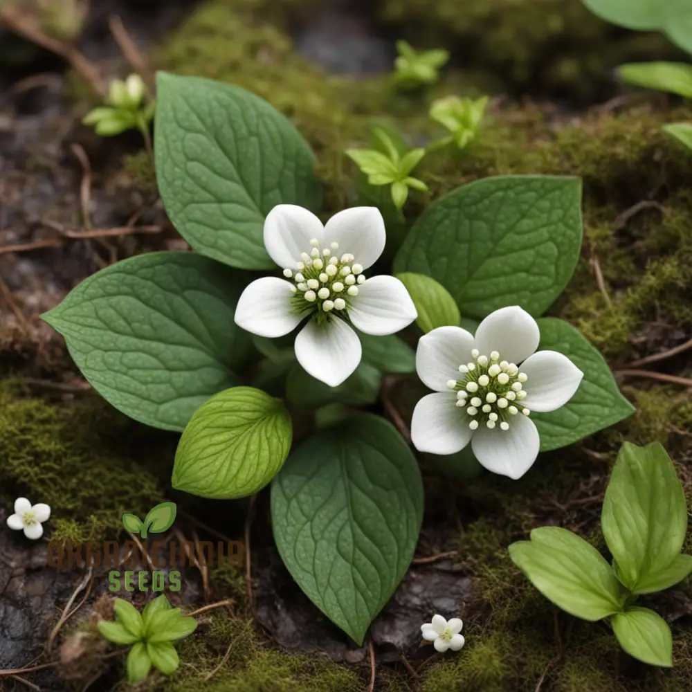 Bunchberry Flower Seeds, Nurture Your Garden with Nature's Beauty - Image 4