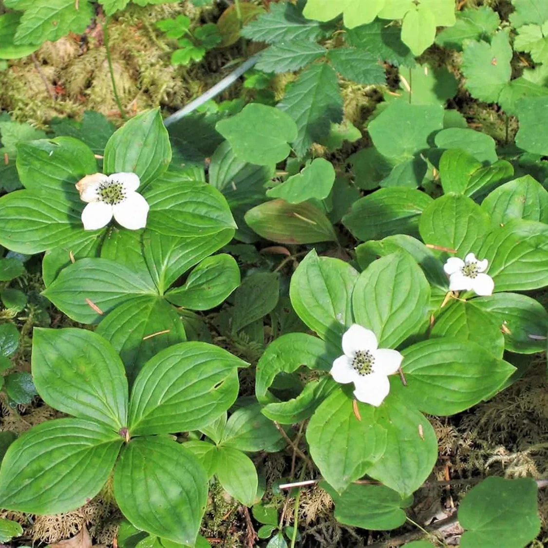 Bunchberry Flower Seeds, Nurture Your Garden with Nature's Beauty - Image 5