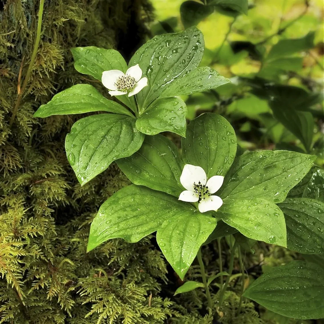 Bunchberry Flower Seeds, Nurture Your Garden with Nature's Beauty - Image 6