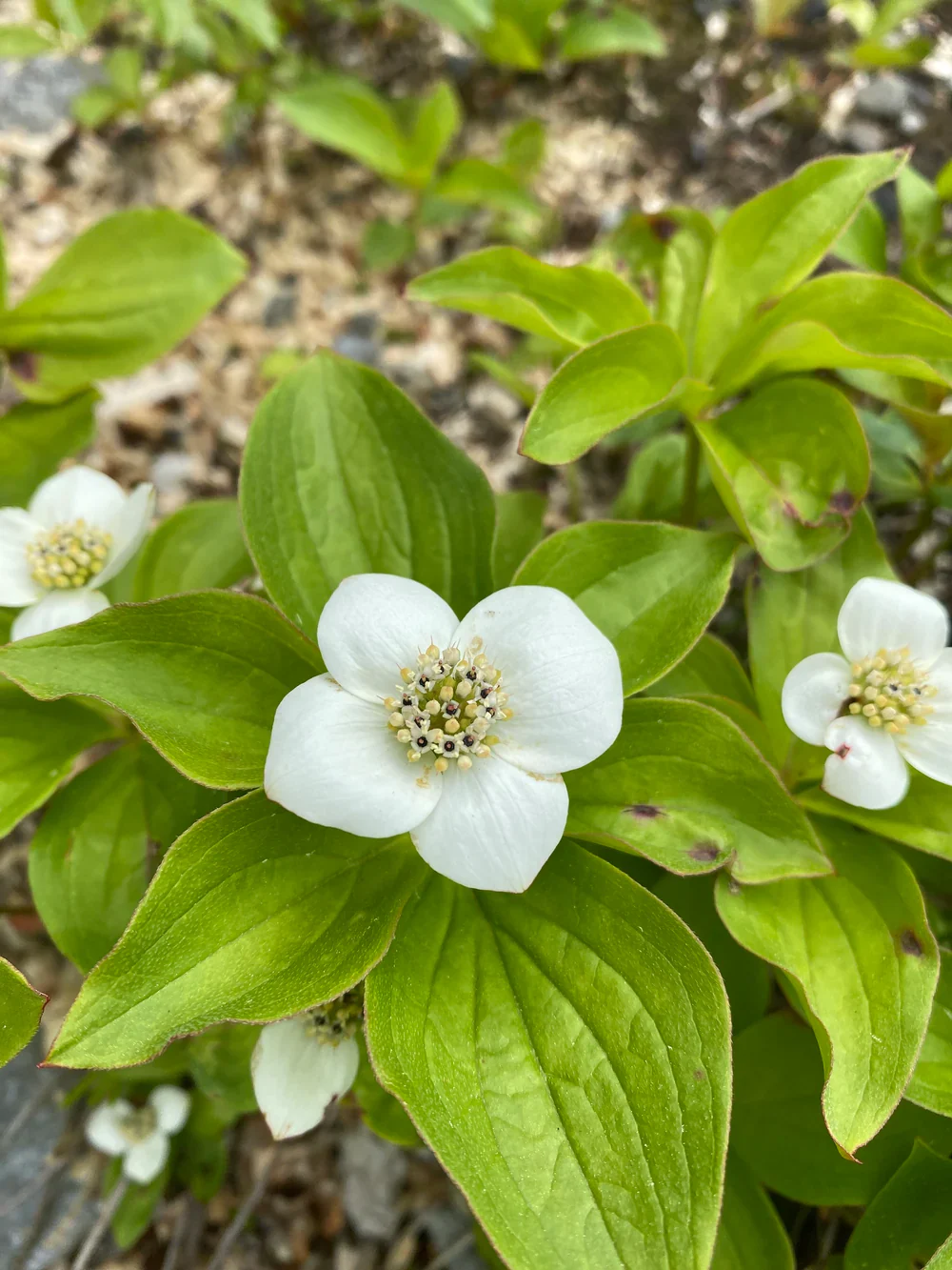 Bunchberry Flower Seeds, Nurture Your Garden with Nature's Beauty - Image 7
