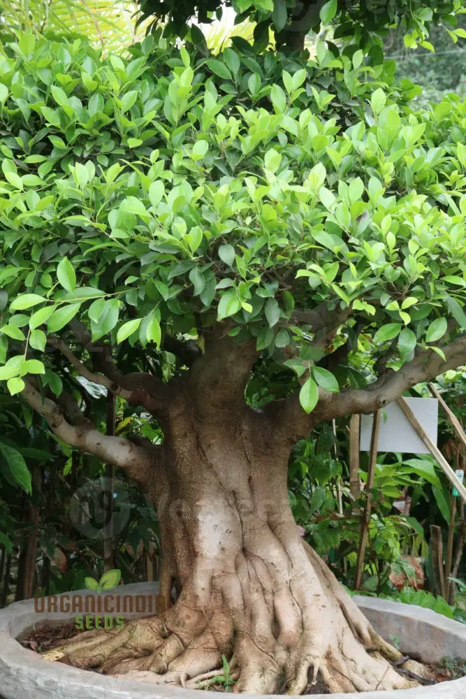 Green Bengalensis Tree Seeds – Premium Quality Seeds for Lush Shade Tree Growth - Image 3