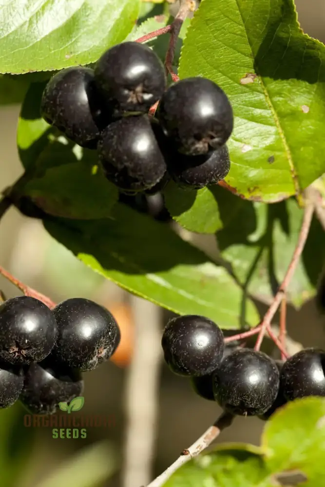 Nurture Nature's Bounty, Jabuticaba Fruit Seeds for Vibrant Plantings - Image 3