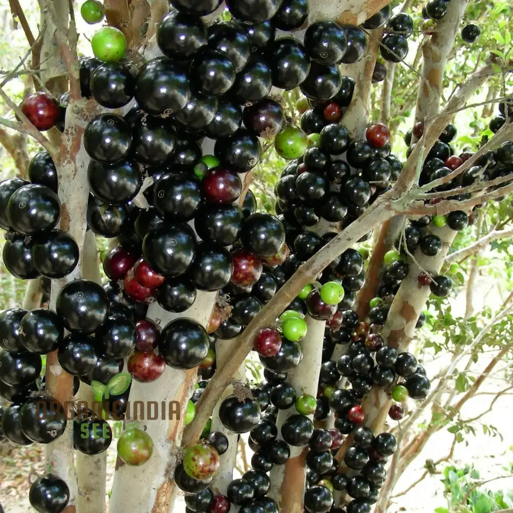 Nurture Nature's Bounty, Jabuticaba Fruit Seeds for Vibrant Plantings - Image 4