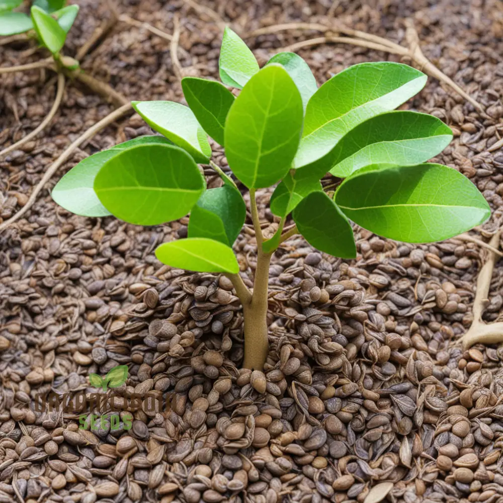 Cultivate Citrus Bliss, Kaffir Lime Tree Seeds for Your Lush Garden Oasis - Image 3