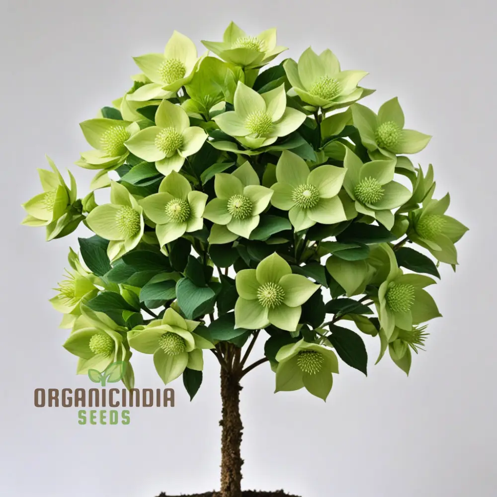 Light Green Hellebore Seeds – Elegant Garden Blooms for Shade Gardens - Image 3