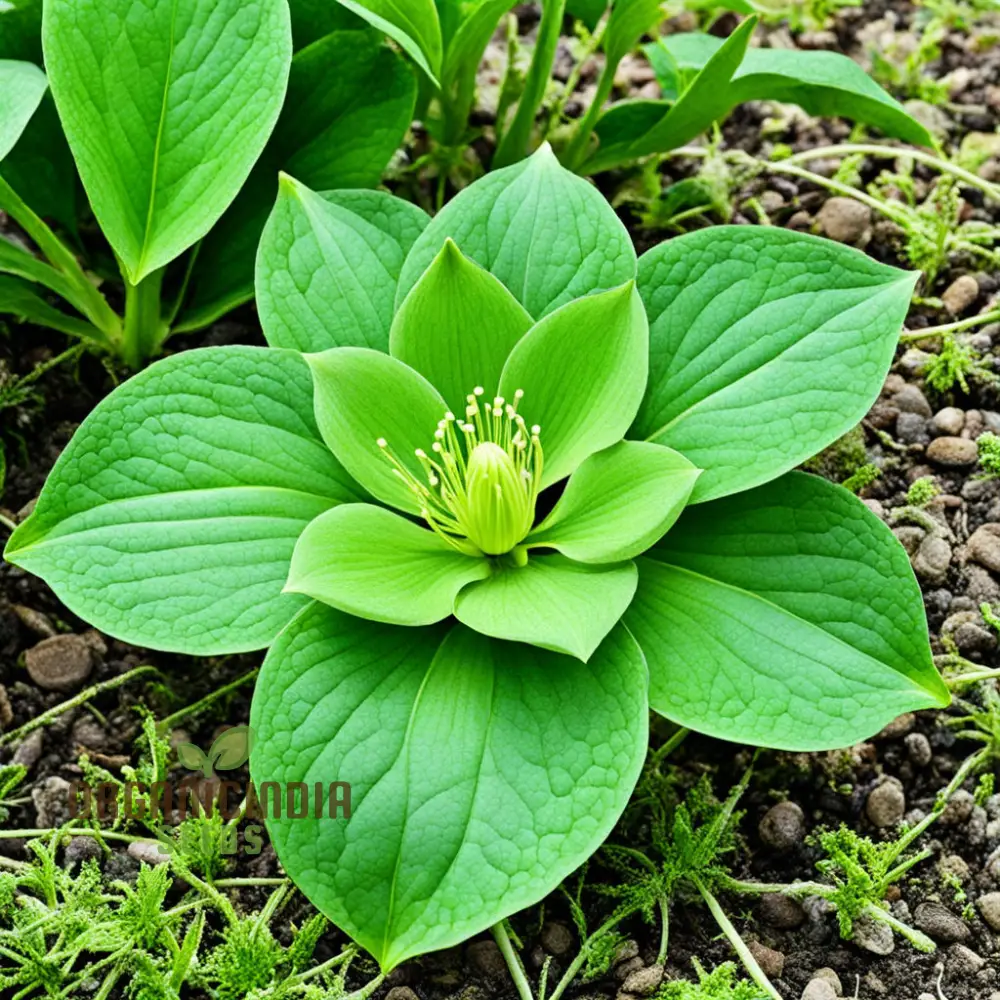 Light Green Hellebore Seeds – Elegant Garden Blooms for Shade Gardens - Image 4