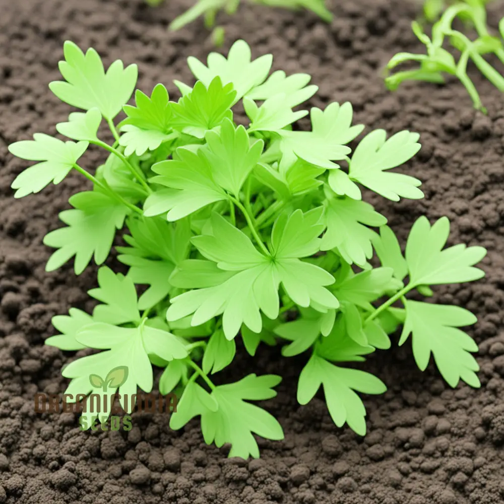 Light Green Lovage Plant Seeds – Premium Herb Seeds for Fresh Aromatic Leaves - Image 4