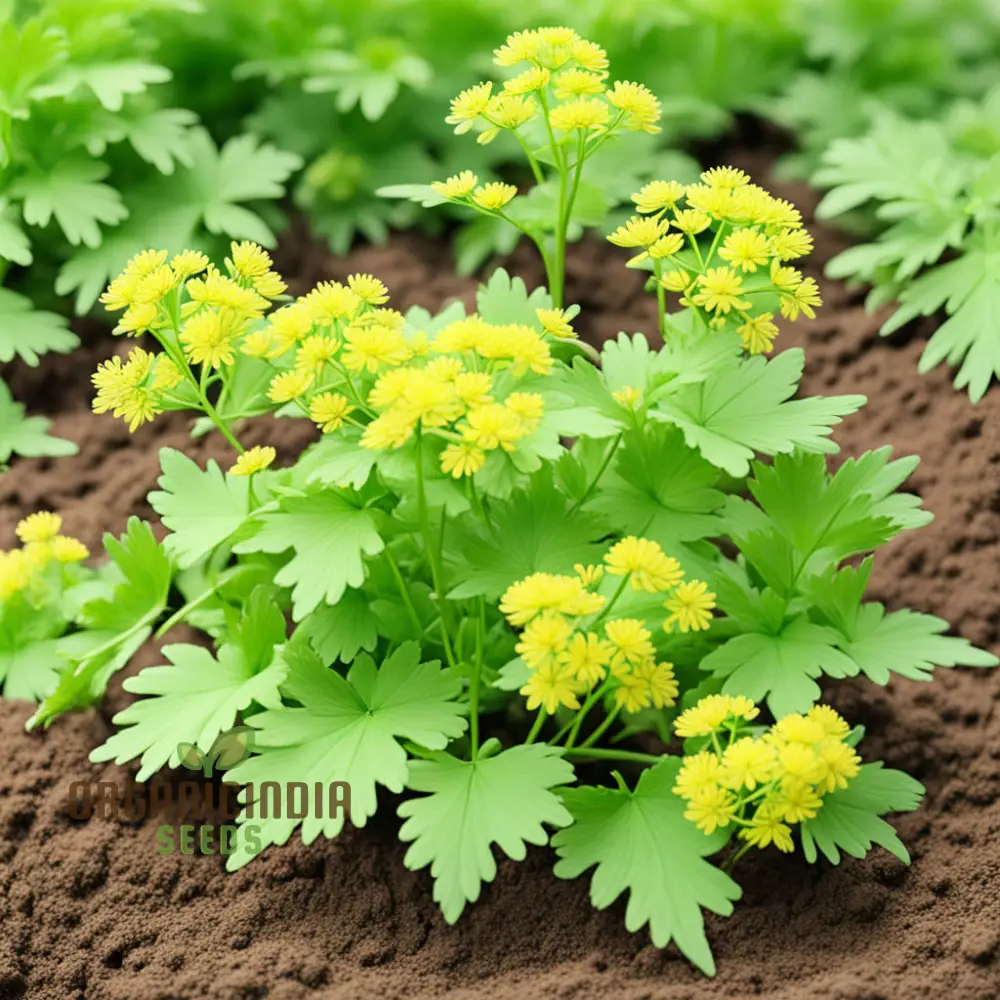 Light Green Lovage Plant Seeds – Premium Herb Seeds for Fresh Aromatic Leaves - Image 5