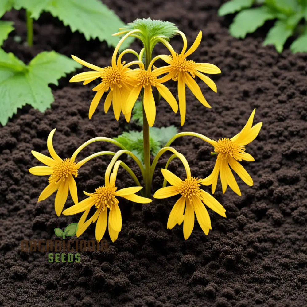 Ligularia Flower Seeds – Bold Eye-Catching Blooms & Lush Foliage for Garden Planting