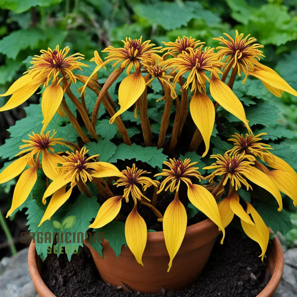 Ligularia Flower Seeds – Bold Eye-Catching Blooms & Lush Foliage for Garden Planting - Image 3